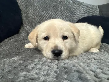Alva, rescuehund i Polen, bild 9