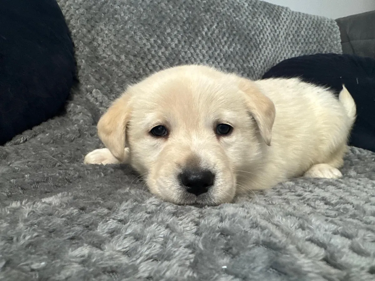 Alva, labradorblandning som söker hem via Ohana Rescue och finns i Polen