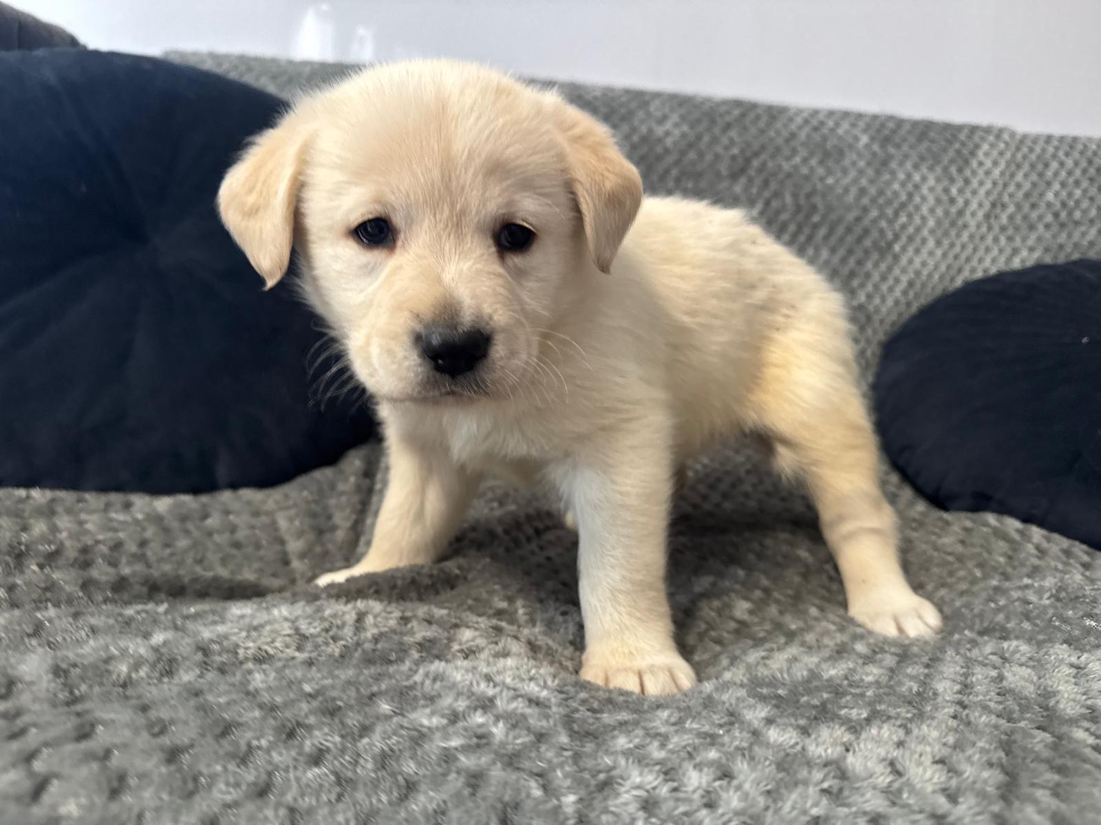 Alva, rescuehund i Polen, bild 1