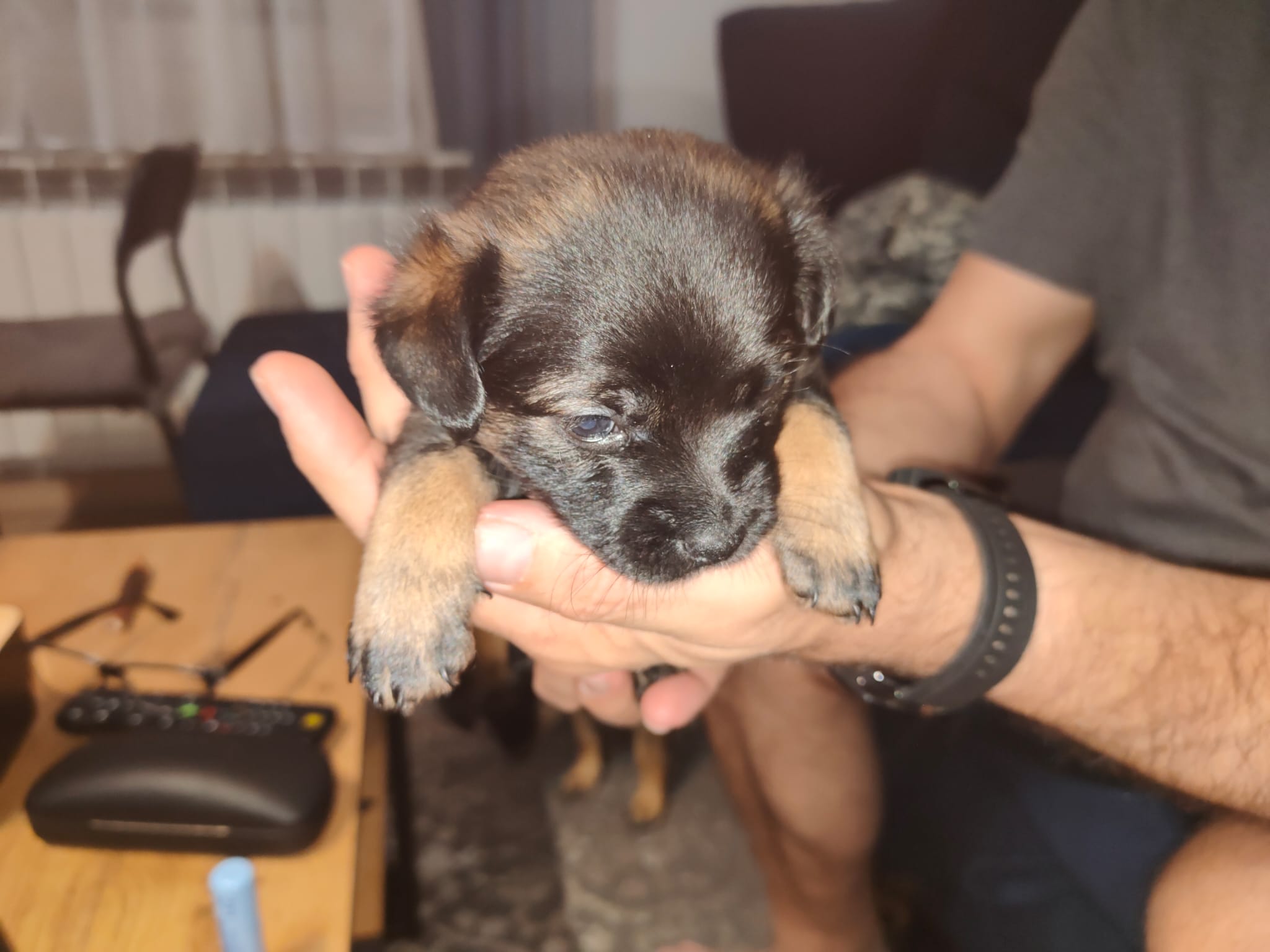 Anders, rescuehund i Polen, bild 1