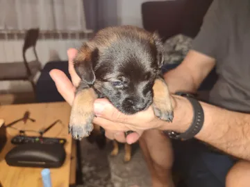 Anders, rescuehund i Polen, bild 1