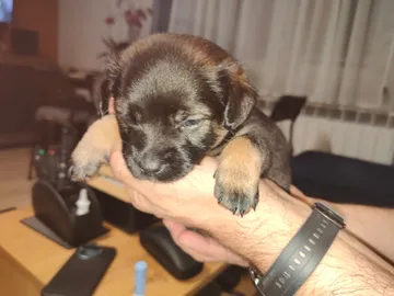 Anders, rescuehund i Polen, bild 2
