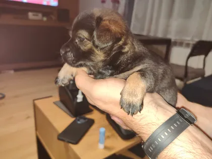 Anders, rescuehund i Polen, bild 2
