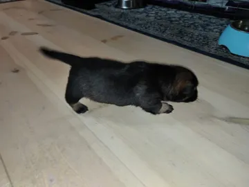 Anders, rescuehund i Polen, bild 4
