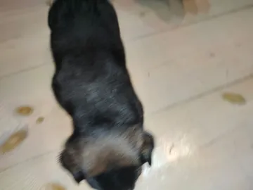 Anders, rescuehund i Polen, bild 5