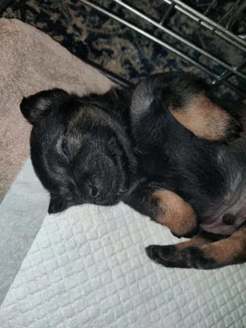 Anders, rescuehund i Polen, bild 6