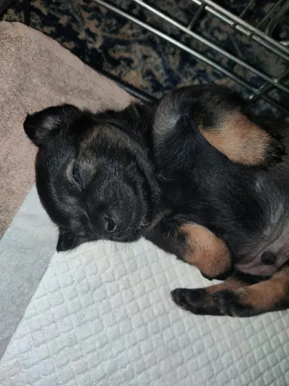 Anders, rescuehund i Polen, bild 3