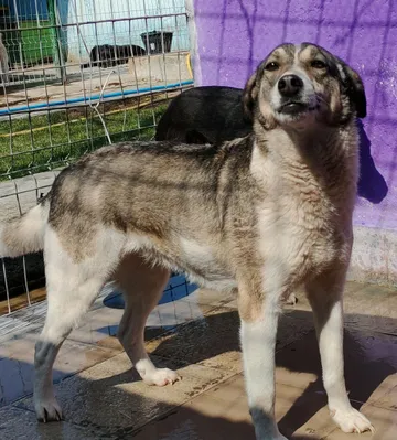 Emma, rescuehund i Norrköping, bild 11