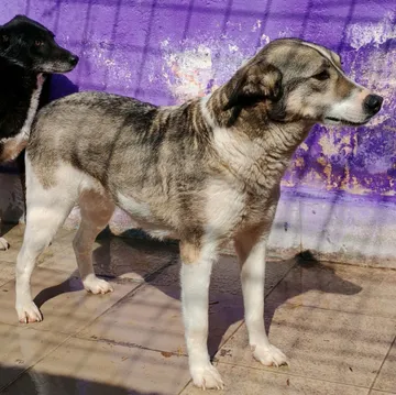 Emma, rescuehund i Norrköping, bild 12