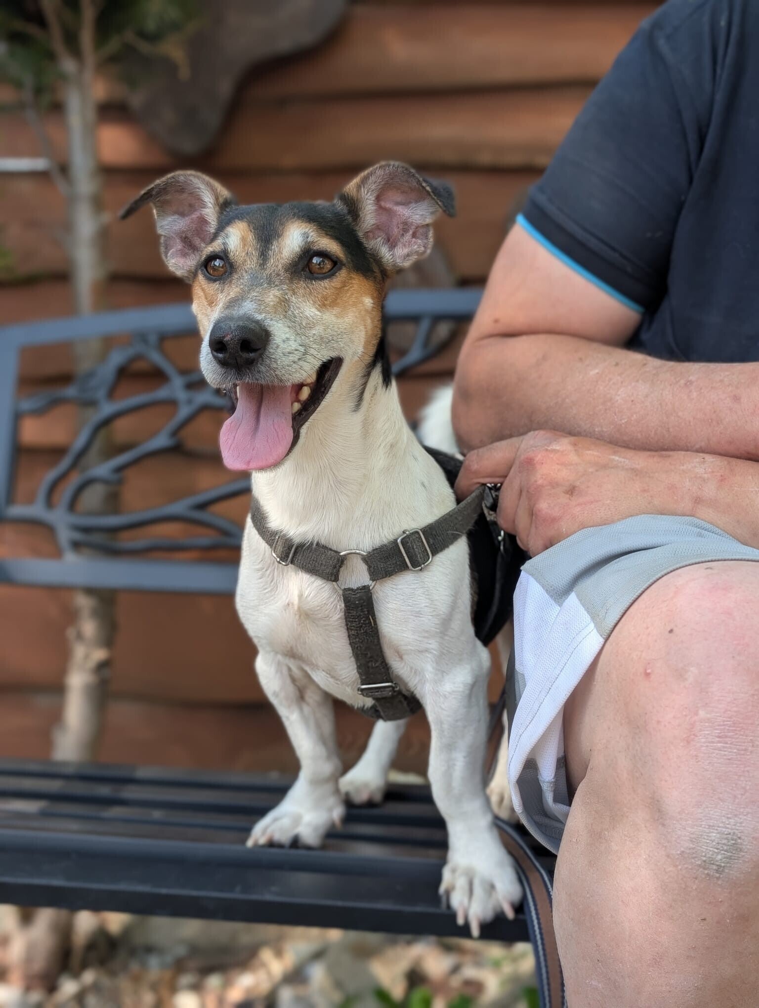 Antek, rescuehund i Polen, bild 1