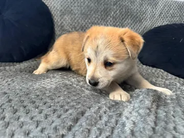 Astrid, rescuehund i Polen, bild 5