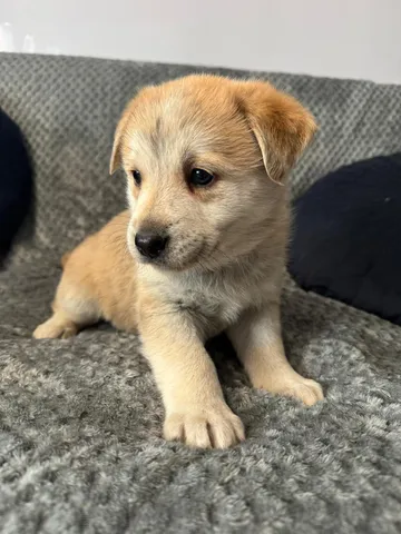 Astrid, rescuehund i Polen, bild 6