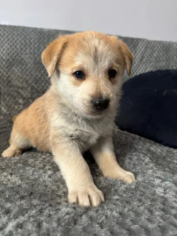 Astrid, rescuehund i Polen, bild 7