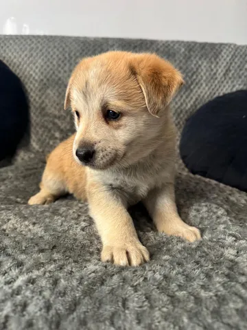 Astrid, rescuehund i Polen, bild 2