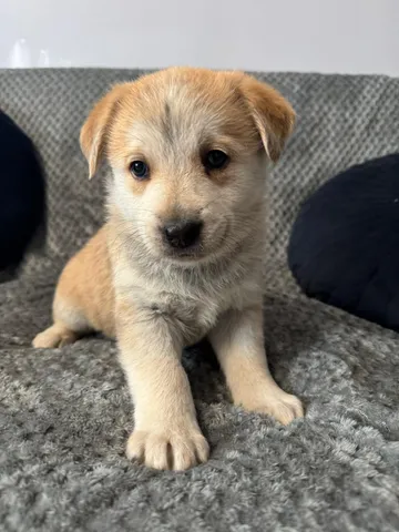 Astrid, rescuehund i Polen, bild 3