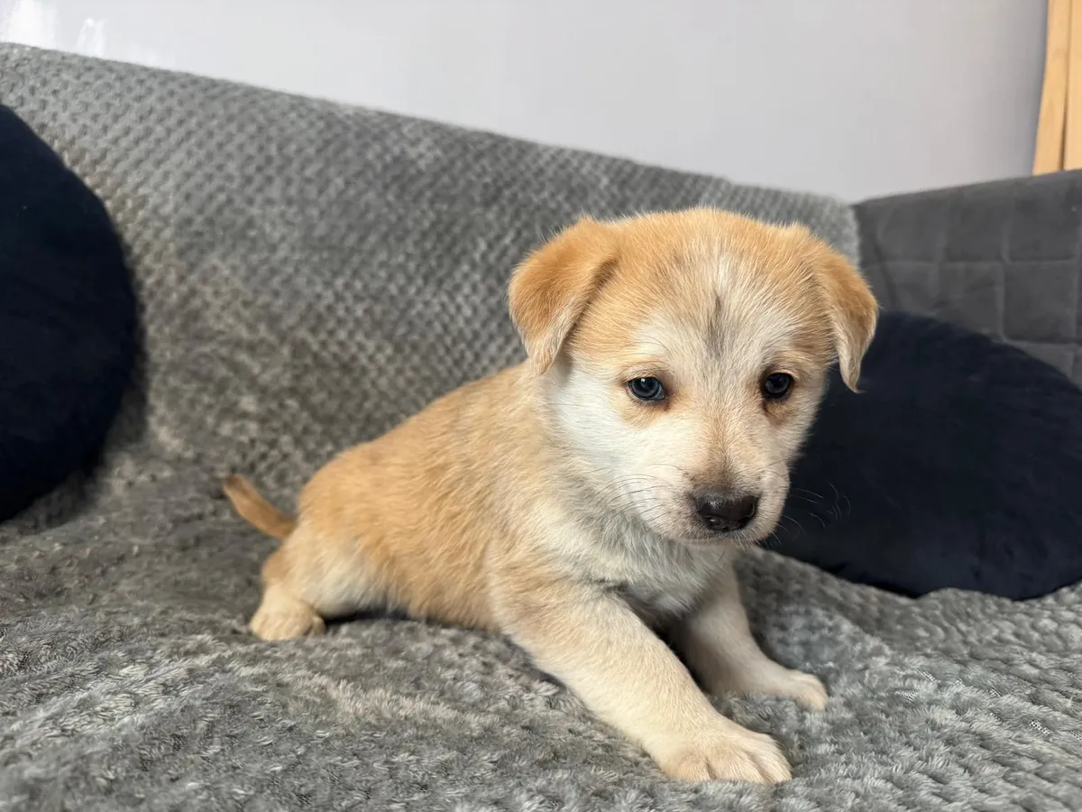Astrid, labradorblandning som söker hem via Ohana Rescue och finns i Polen