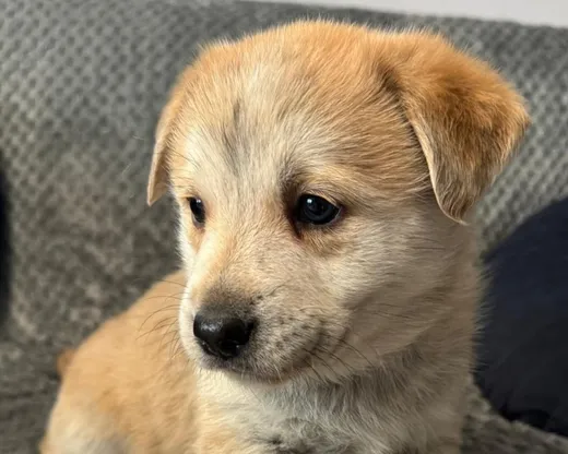 Astrid, labradorblandning som söker hem via Ohana Rescue och finns i Polen