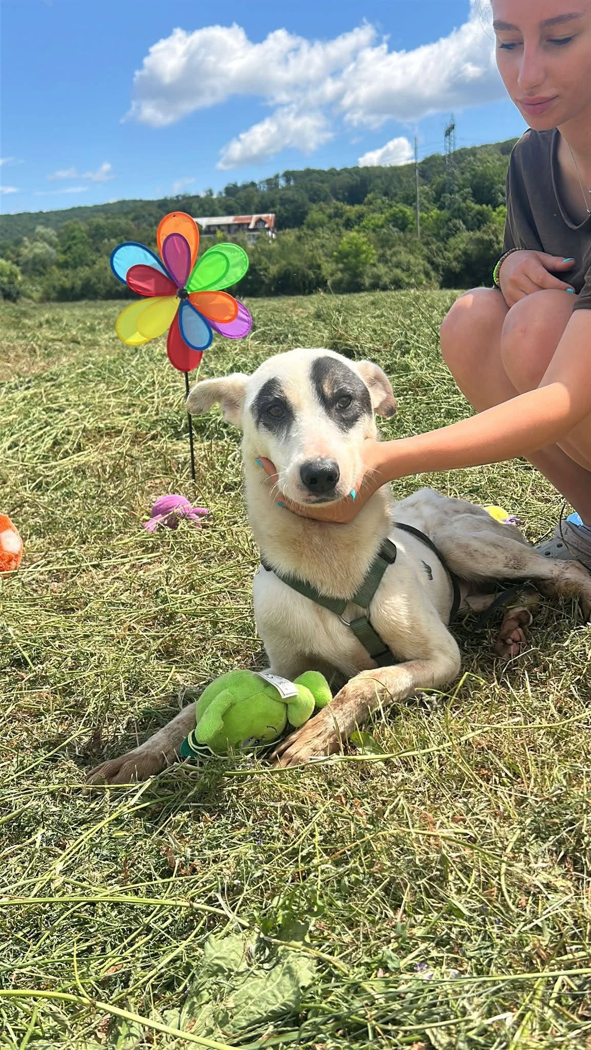 Barney, rescuehund i Rumänien, bild 1