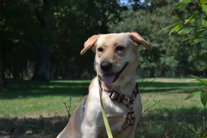 Bella, rescuehund i Polen, bild 3