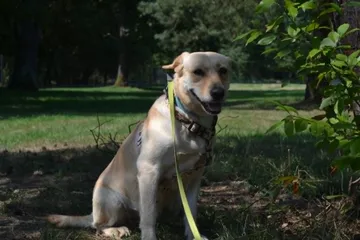 Bella, rescuehund i Polen, bild 1