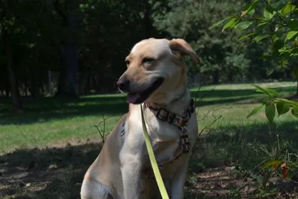 Bella, rescuehund i Polen, bild 2