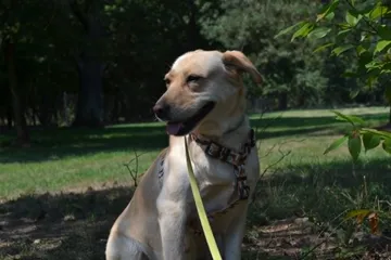 Bella, rescuehund i Polen, bild 2