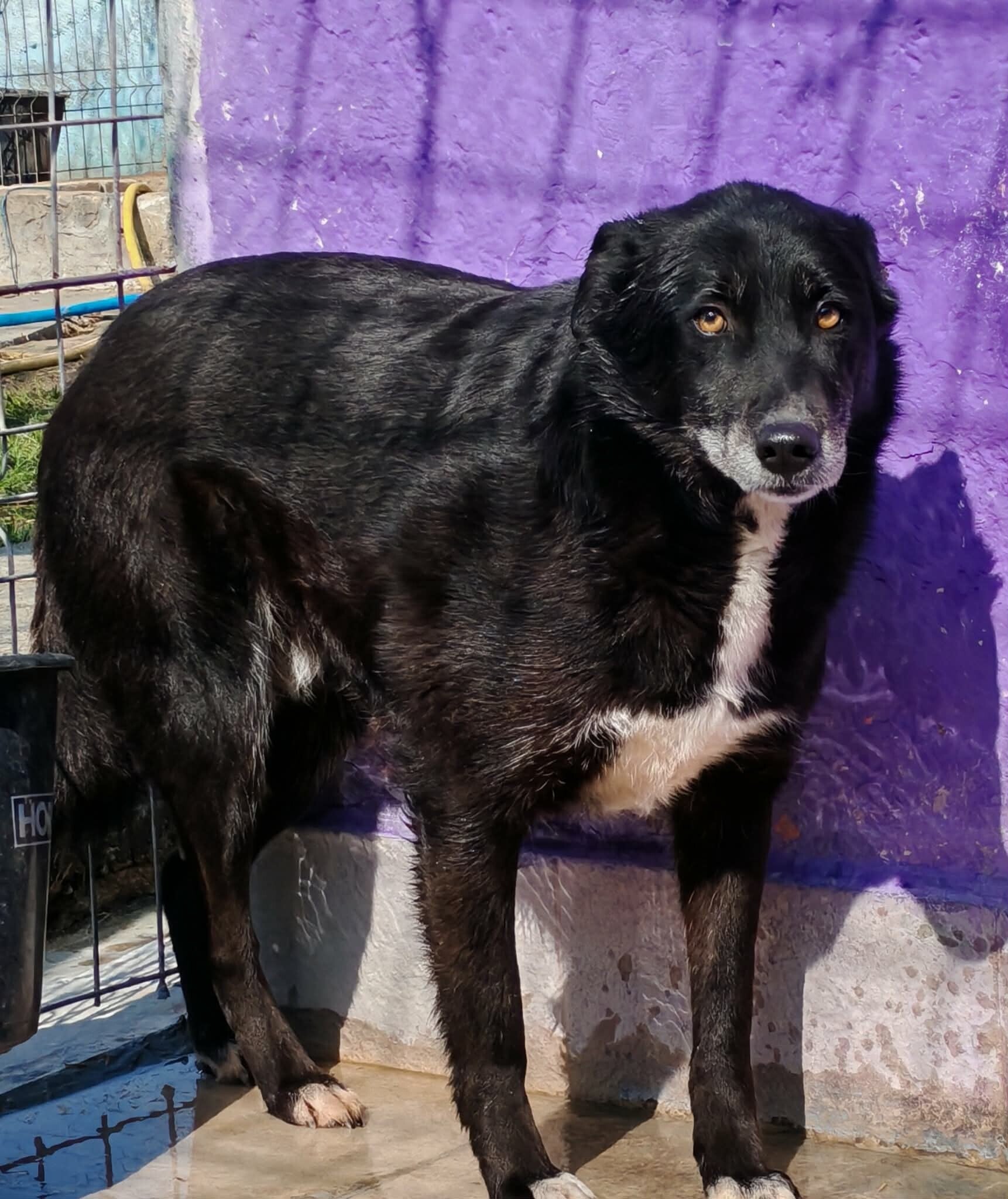 Mr Jönsson, rescuehund i Skellefteå, bild 1