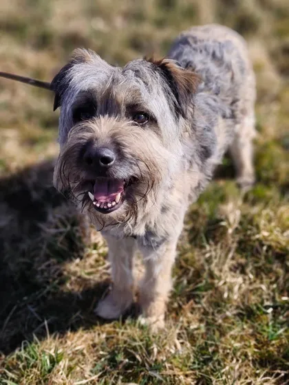 Bona, rescuehund i Polen, bild 1