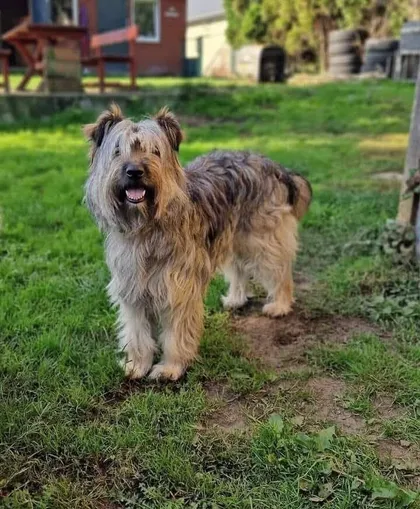 Bona, rescuehund i Polen, bild 2