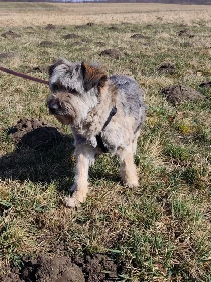 Bona, rescuehund i Polen, bild 3