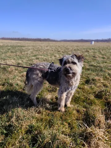 Bona, rescuehund i Polen, bild 2