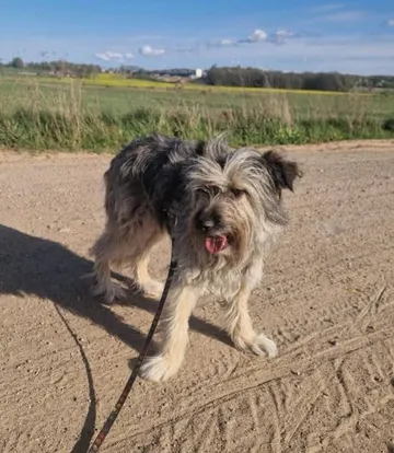 Bona, rescuehund i Polen, bild 3