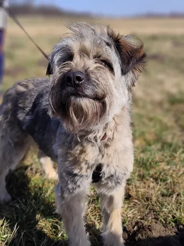 Bona, rescuehund i Polen, bild 4