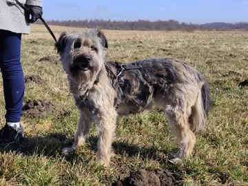 Bona, rescuehund i Polen, bild 5
