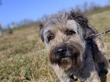 Bona, rescuehund i Polen, bild 6