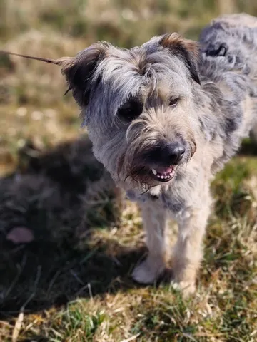 Bona, rescuehund i Polen, bild 7