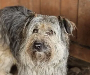 Bona, rescuehund i Polen, bild 1