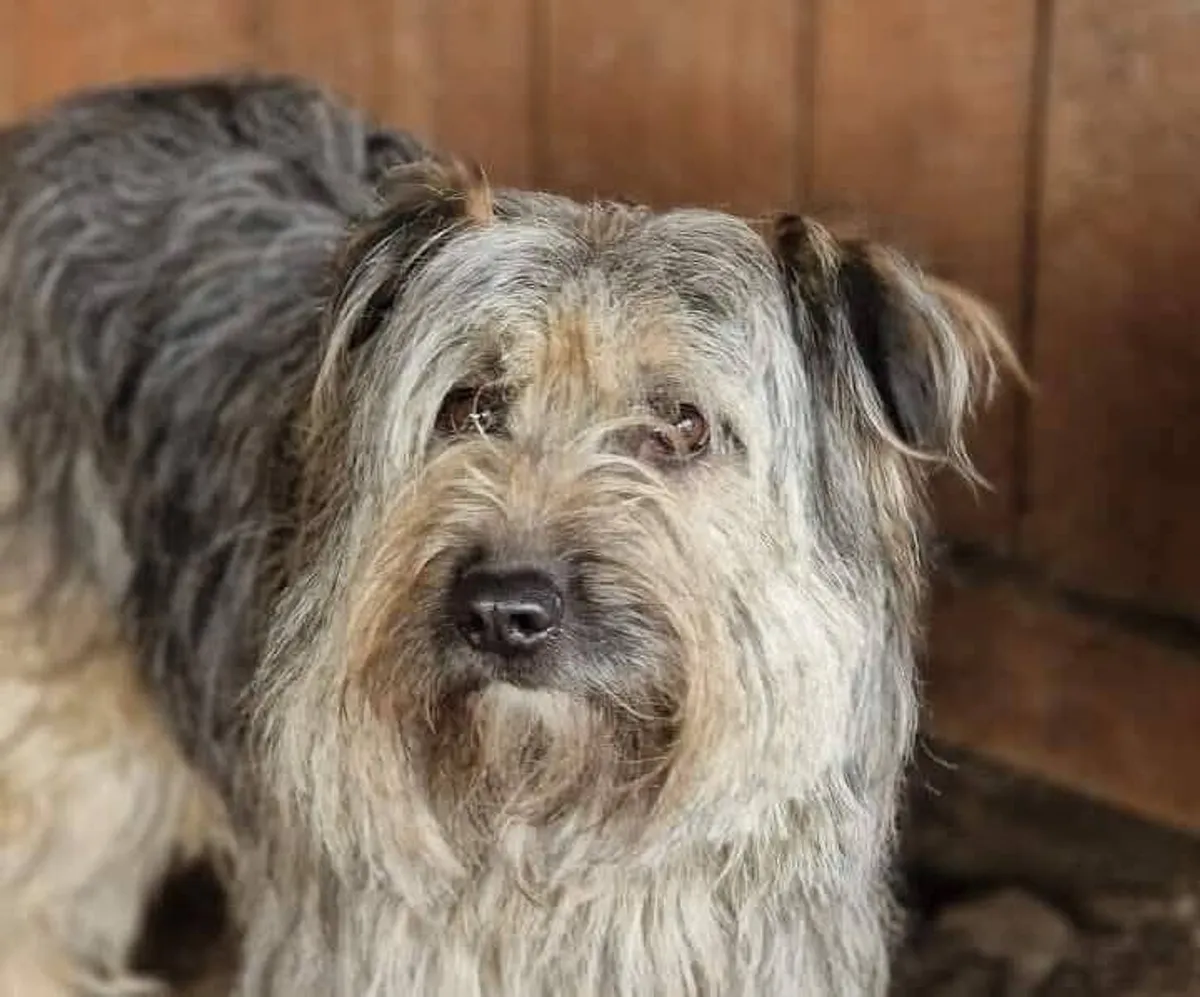 Bona, blandras som söker hem via Ohana Rescue och finns i Polen