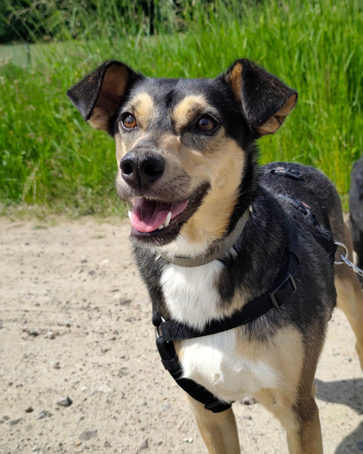 Brawia, rescuehund i Polen, bild 1