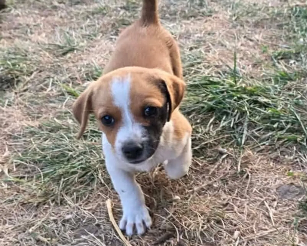 Cindy, blandras som söker hem via Ohana Rescue och finns i Rumänien