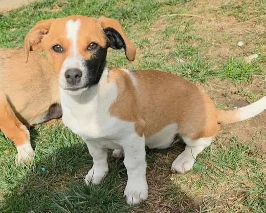 Cindy, blandras som söker hem via Ohana Rescue och finns i Rumänien