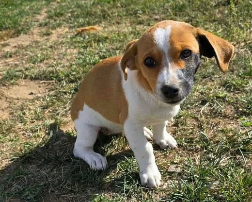 Cindy, blandras som söker hem via Ohana Rescue och finns i Rumänien