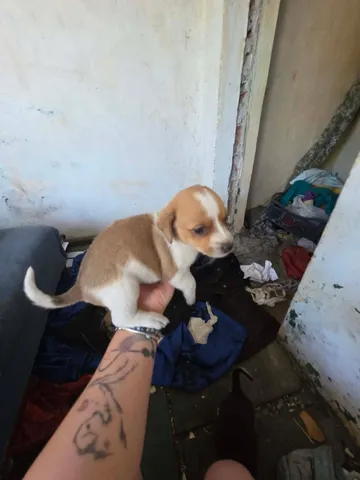 Cindy, rescuehund i Rumänien, bild 2