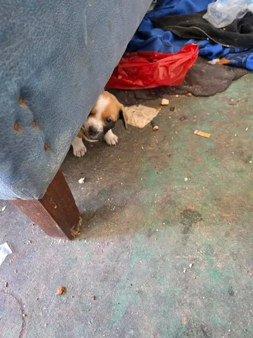 Cindy, rescuehund i Rumänien, bild 3