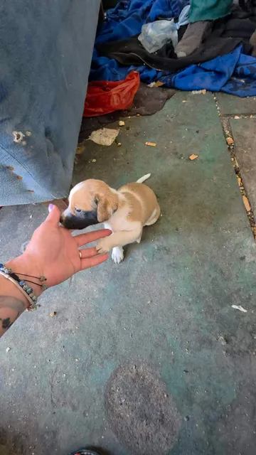 Cindy, rescuehund i Rumänien, bild 4