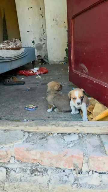 Cindy, rescuehund i Rumänien, bild 5
