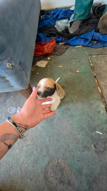 Cindy, rescuehund i Rumänien, bild 6
