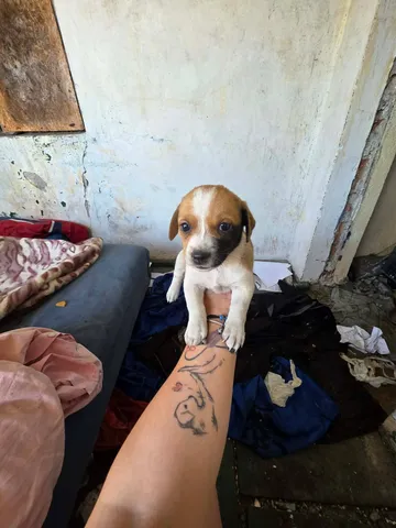 Cindy, rescuehund i Rumänien, bild 8