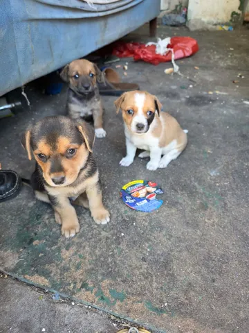 Zithia, rescuehund i Rumänien, bild 3