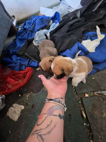 Cindy, rescuehund i Rumänien, bild 11
